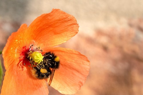 Flowers Attract Bees With Humidity As Well As Color Or Scent