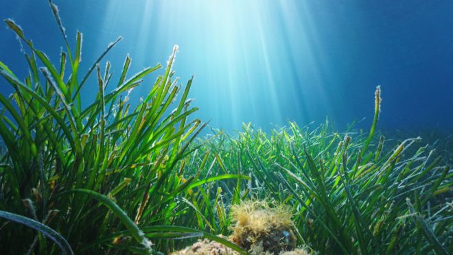 New Threat To Ocean Plants: Human Noise