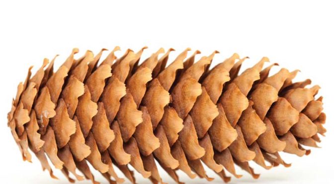 Could Spruce Tree Cones Be Used To Capture CO2 ?