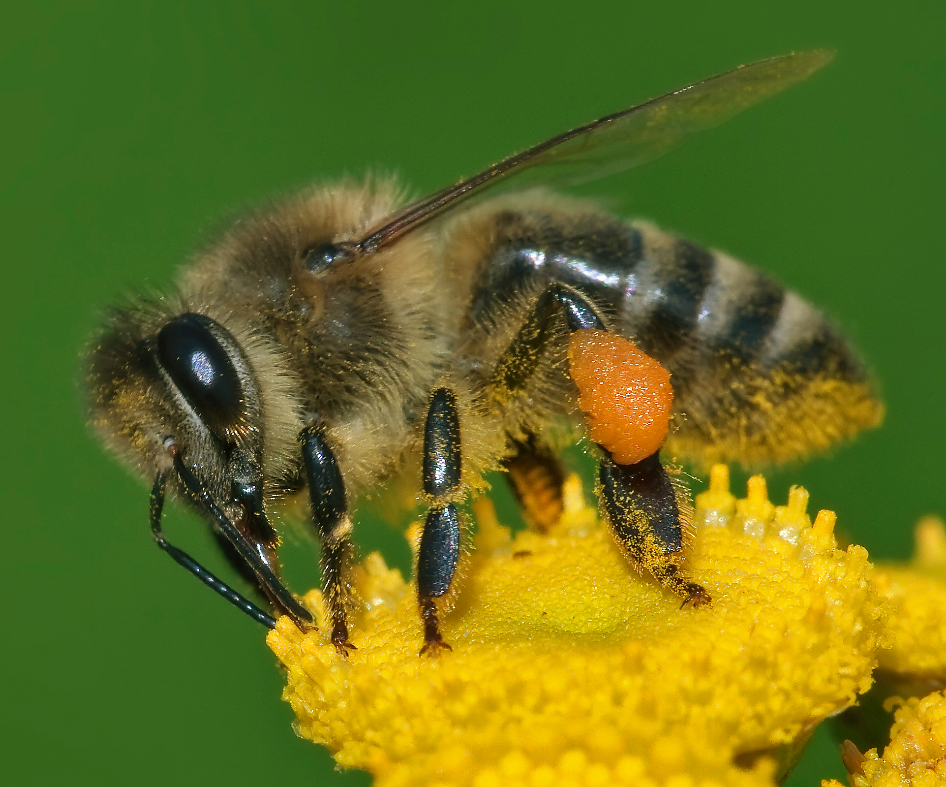 When Pollinators Of Different Sexes Prefer Different Plants