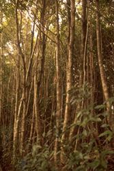 Case Study: Introduced Tree Species Devastating A Tropical Biological Hotspot