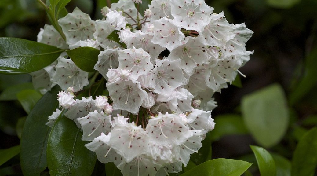 Leaving Nothing To Chance, Flower Uses Catapult To Hurl Pollen Onto ...