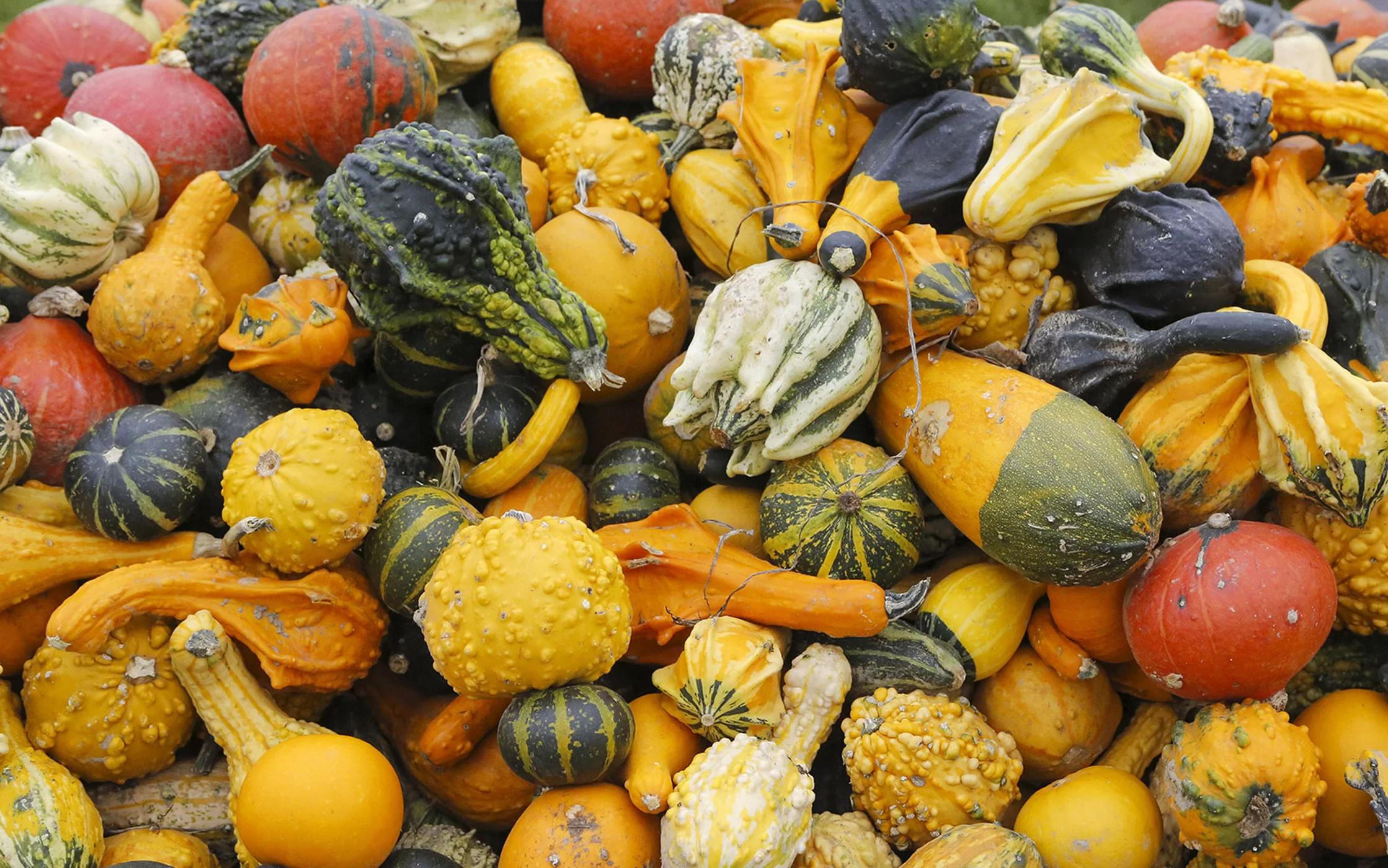 toxic-squash-syndrome-who-knew-plant-world-news