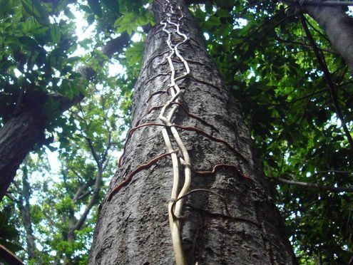 The Giant Orchid That Has No Leaves And Subsists On Fungi May Eat Itself Out Of Existence