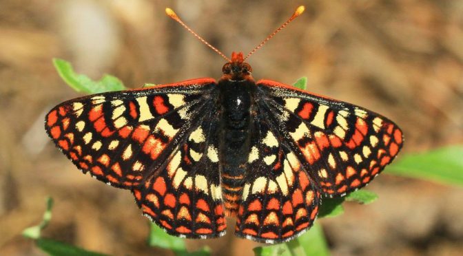 The Dangerously Intimate Relationship Of Butterflies And Their Habitat