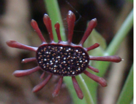 This Unusual Flower May Explain How Figs Came To Be