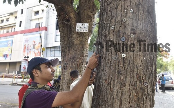 “Grass” Roots Campaign To Remove Nails From City Trees Gaining Support