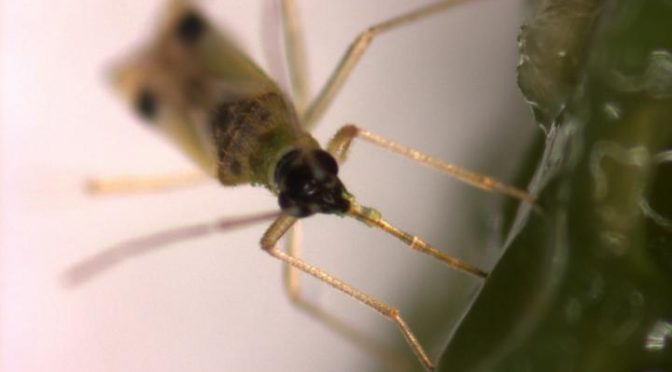 Milking It: Bugs Manipulate Plants’ Metabolism For Their Own Benefit