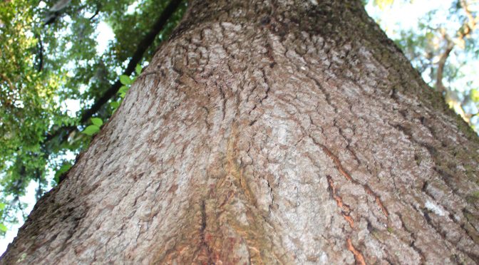 Hiding In Plain Sight: Hollow Trees Host Unheard Of Moth Slumber Parties