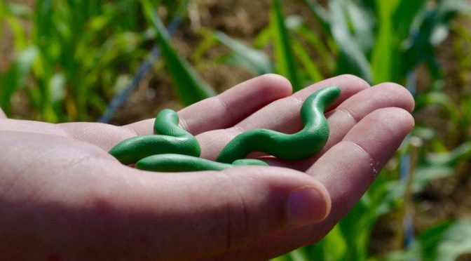 Harnessing Birds To Protect Agricultural Crops From Insect Pests