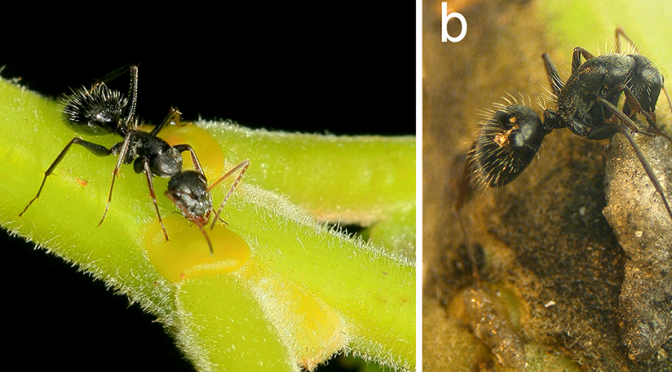 Plants Create Extra-Floral Nectaries To Attract Defender Ants. But Ant Predators Use It As A Trap