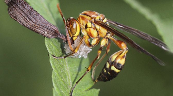 Seeds That Smell Like Prey Trick Hornets Into Becoming Gardeners