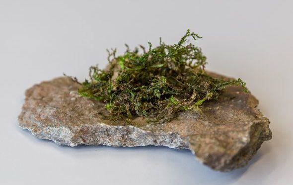 The Overlooked Liverwort That Produces A Cannabis-like Chemical