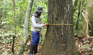 The Trees Speak: Charting Human History Using Tree Ring Study