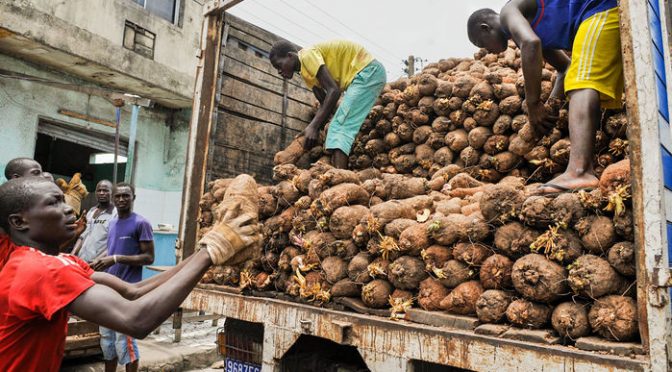 New Discoveries In Early Domestication Of African Crops May Lead To A Brighter Future