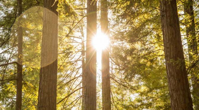 Will Forests Become The New “Green” Cemeteries?