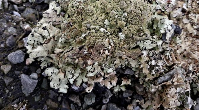 Please Don’t Lick The Pavement. This Lichen Isn’t Viagra